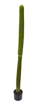 Cactii- Column Cactus 1.45m