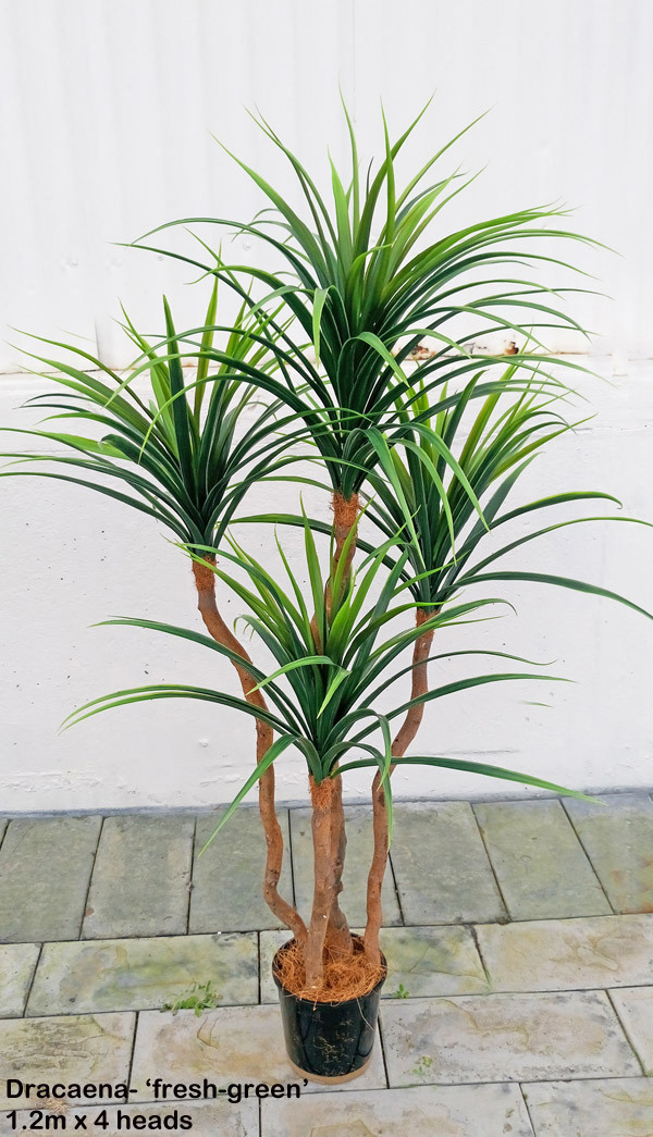 Draceana- short 'fresh-green' 0.9m with 3 heads