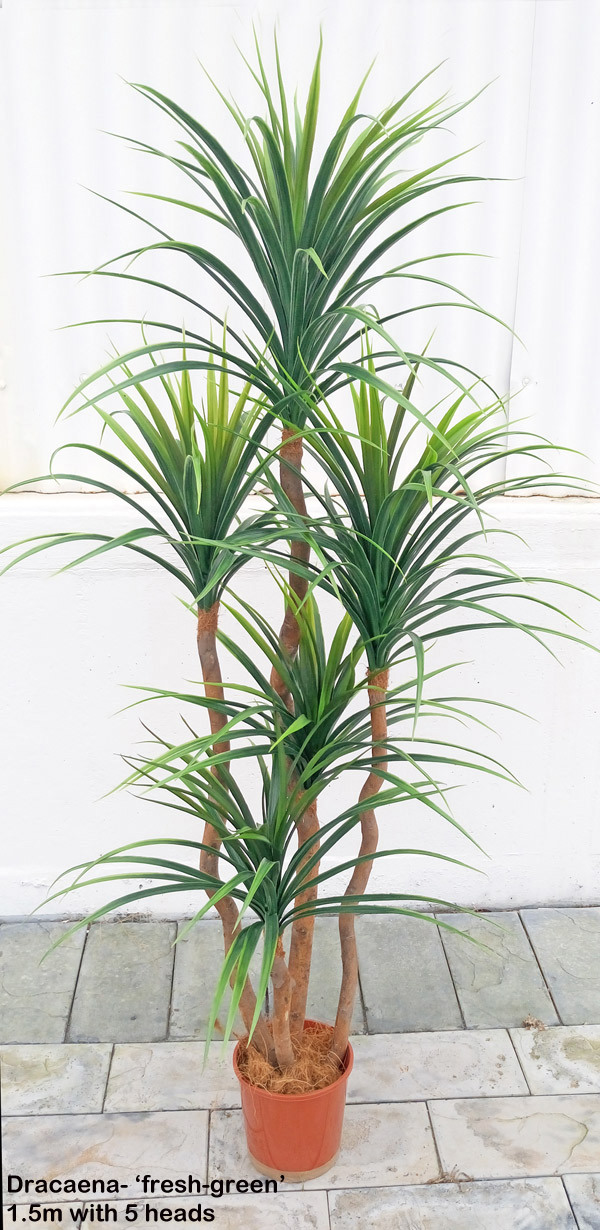 Dracaena- 'fresh-green' 1.5m with 5 heads