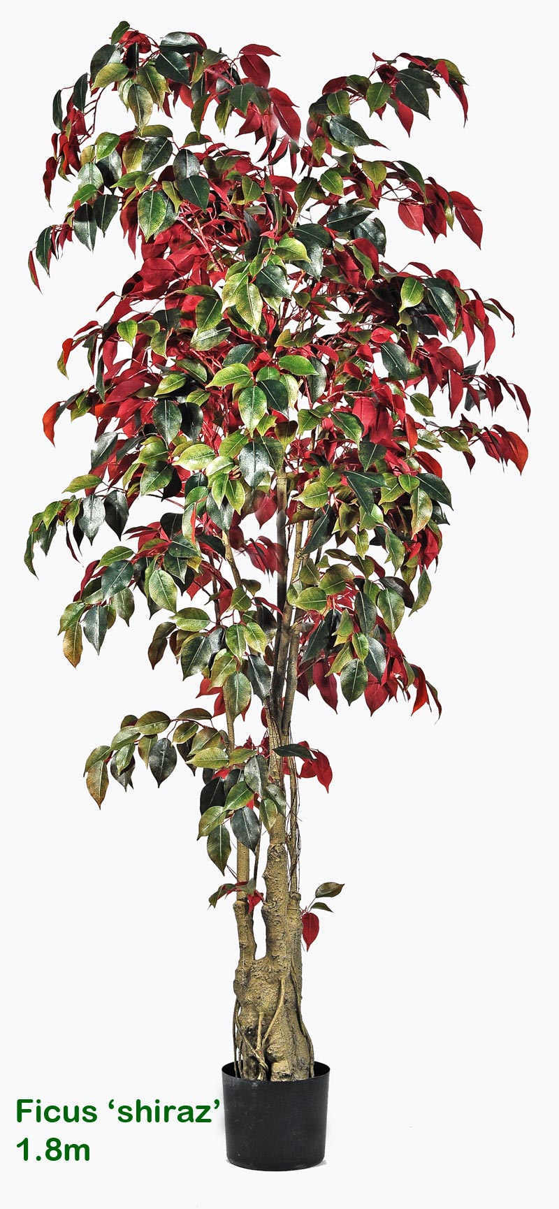 Ficus -'shiraz' 1.5M