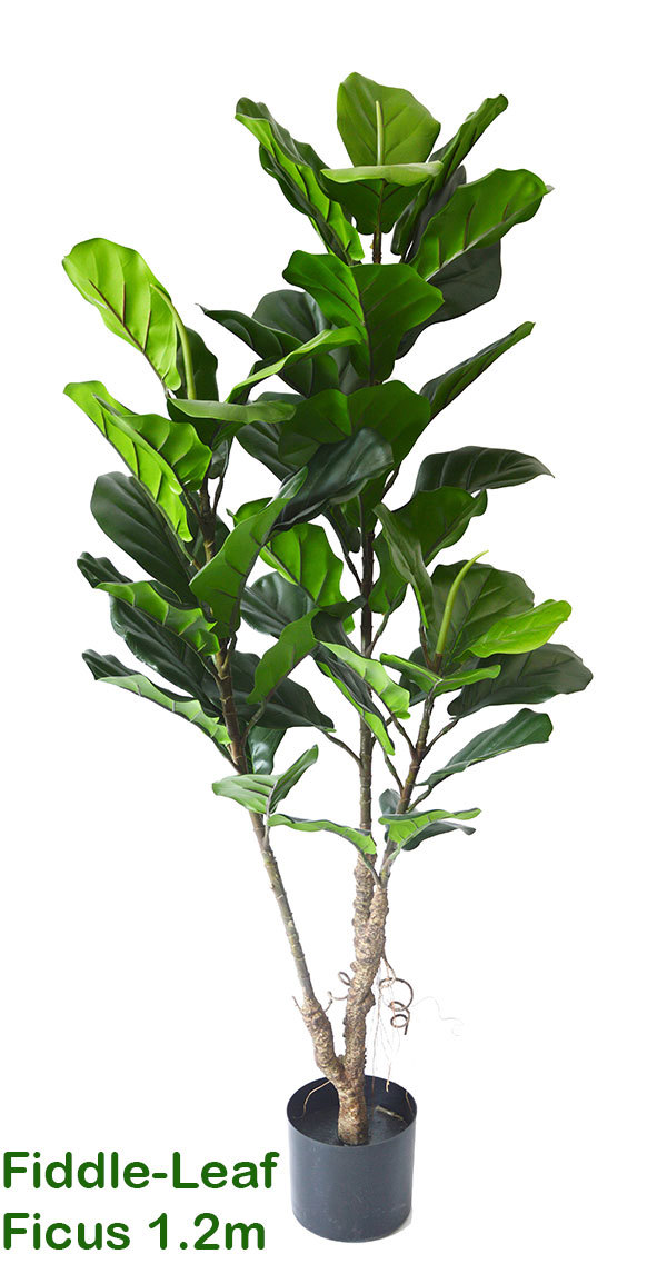 Fiddle-Leaf Ficus 1.2m
