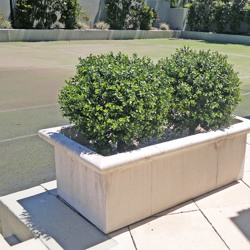 Boxwood Topiary 55cm UV - artificial plants, flowers & trees - image 8