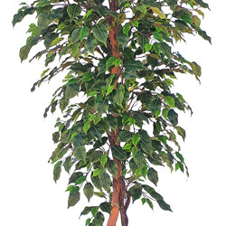 Weeping Ficus 1.8m UV-rated - artificial plants, flowers & trees - image 9