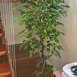 Weeping Ficus 1.5m UV-rated - artificial plants, flowers & trees - image 2