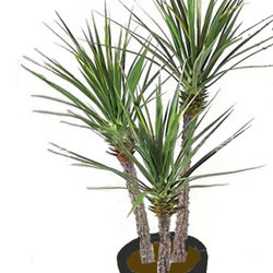Yucca Tree 1.5m x 3 trunks - artificial plants, flowers & trees - image 1
