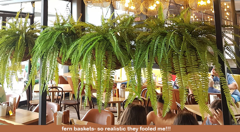 Hanging Fern Baskets in cool Cafe image 3
