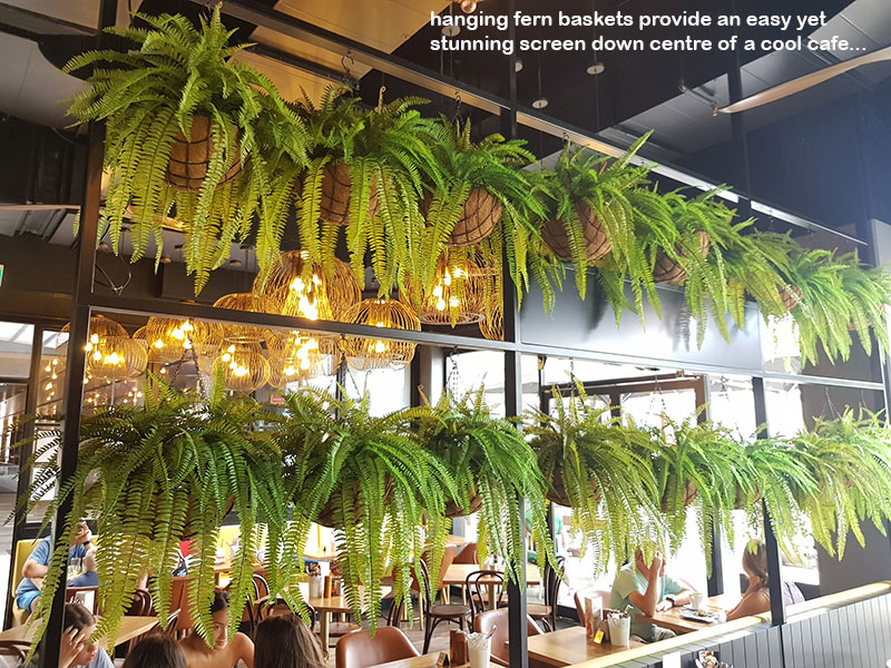 rows of ferns in cafe