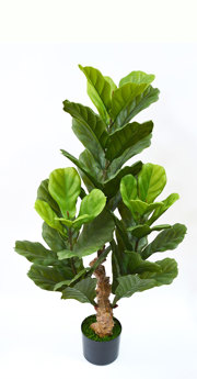 Fiddle-Leaf Ficus 1.1m UV