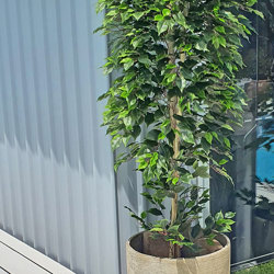 Weeping Ficus 1.8m UV-rated - artificial plants, flowers & trees - image 7