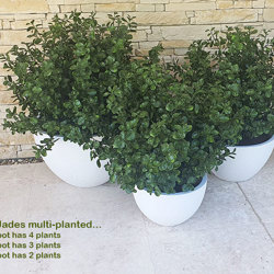 UV-Bush Lucky Jade 85cm dbl-planted - artificial plants, flowers & trees - image 3
