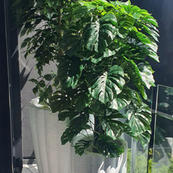 Monsterio UV-treated 1.5m - artificial plants, flowers & trees - image 7