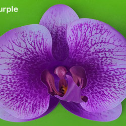 Orchid Plaque - artificial plants, flowers & trees - image 8