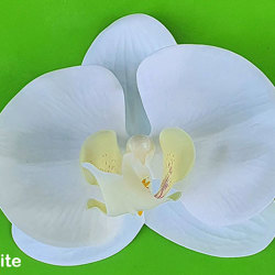 Orchid Plaque - artificial plants, flowers & trees - image 5