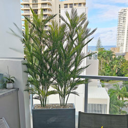 Trough Planters- with UV Parlour Palms 1.8m tall - artificial plants, flowers & trees - image 3