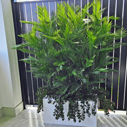 Trough Planters- with UV Parlour Palms 1.8m tall - artificial plants, flowers & trees - image 5