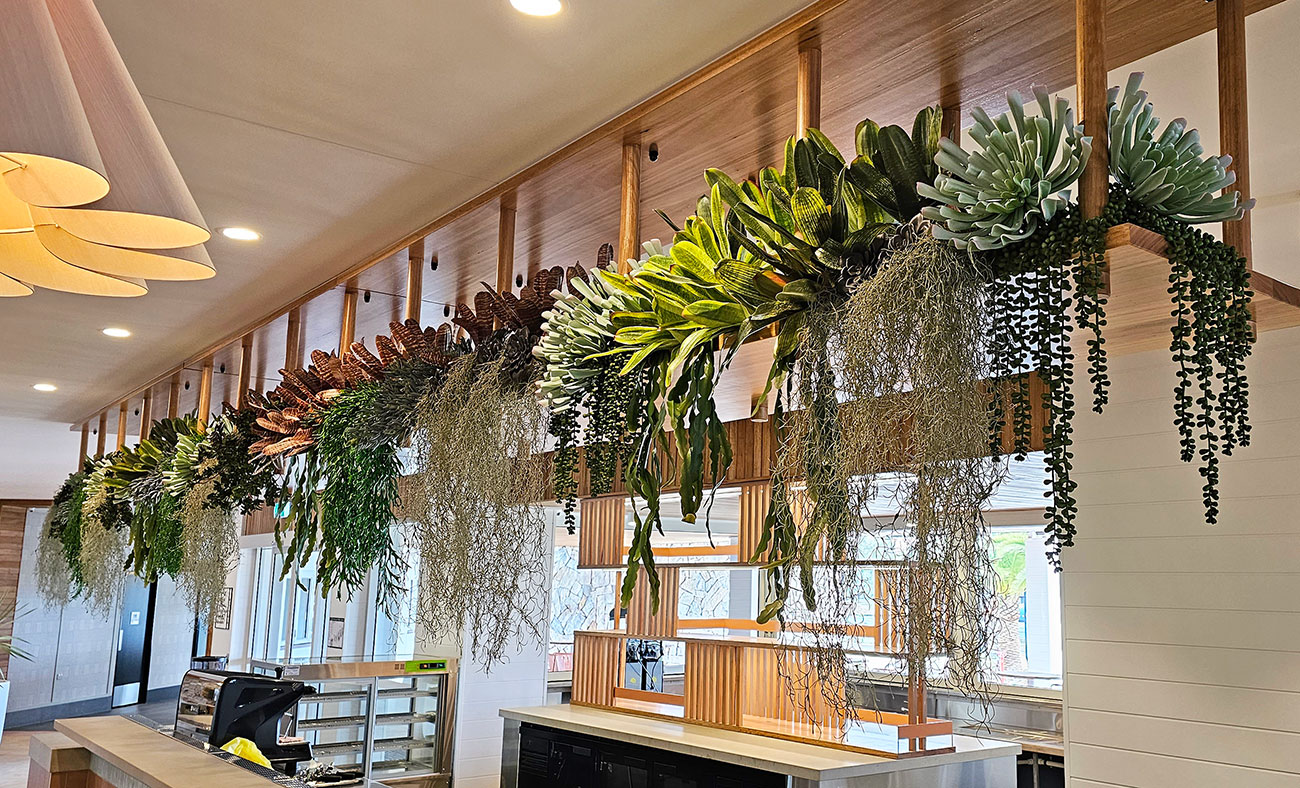 Assorted succulents fill & trail from shelf over servery 