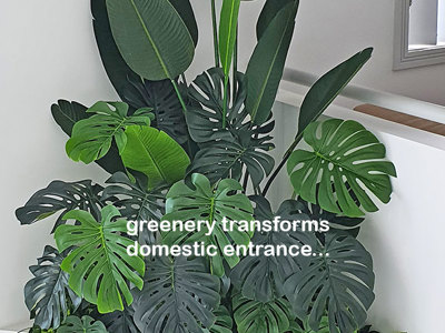 From Domestic eyesore to stunning Greenery Feature- easy