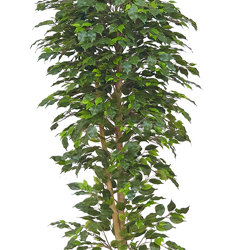 Weeping Ficus 1.5m UV-rated - artificial plants, flowers & trees - image 9