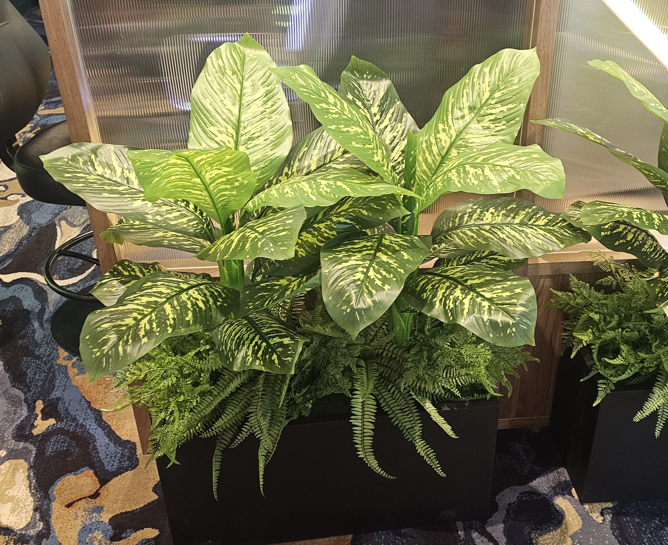Diefenbachia Plant 90cm