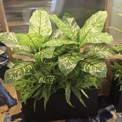 Diefenbachia Plant 90cm - artificial plants, flowers & trees - image 3