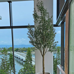Giant Olive Tree- 3m tall - artificial plants, flowers & trees - image 3