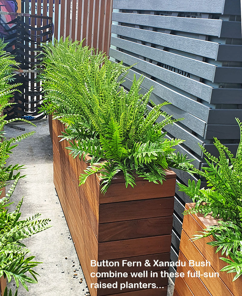 external fern planters