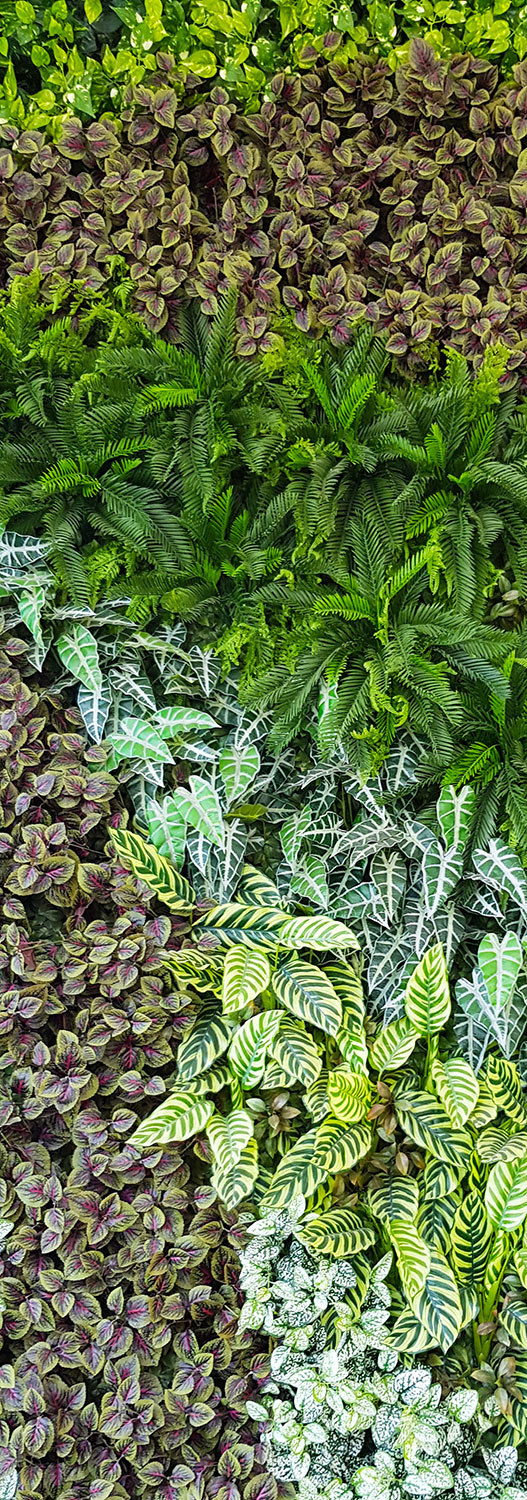 Large feature Green-Wall in apartment entry courtyard... image 7