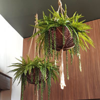 Hanging-Baskets- cool green looks without losing floor-space... poplet image 2