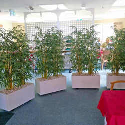 Trough Planters- with Bamboos 1.9m tall - artificial plants, flowers & trees - image 2