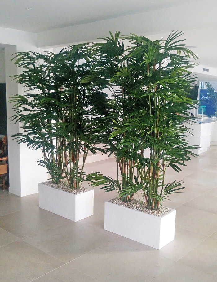 rhapis-troughs in foyer