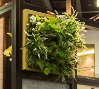 Double-sided green-wall panels custom made to fit display frames...