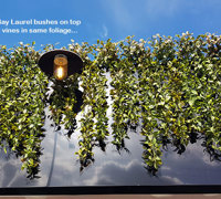 UV-treated artificial greenery softens Cafe facade & frames signage...