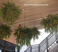 Lush green & dazzling lights- huge artificial hanging-baskets in shopping centre