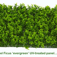 Ficus 'evergreen', a brighter alternative to boxwood hedging poplet image 7