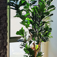 Large Fiddle-Leaf Ficus- bold shadow effects... poplet image 3