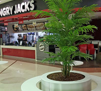 Tropical Palms in Shopping Mall eatery...