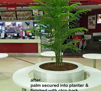 Tropical Palms in Shopping Mall eatery...