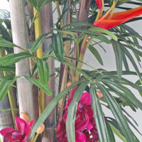 "Tropical Resort Feel"- adding vibrant colours with artificial plants... poplet image 6