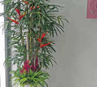 'Tropical Resort-Feel' Planters replace boring hired "shrubbery"