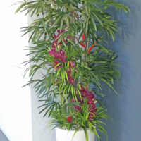 'Tropical Resort-Feel' Planters replace boring hired "shrubbery" poplet image 7