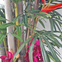 'Tropical Resort-Feel' Planters replace boring hired "shrubbery" poplet image 5