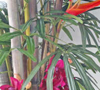 'Tropical Resort-Feel' Planters replace boring hired "shrubbery"