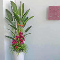 'Tropical Resort-Feel' Planters replace boring hired "shrubbery" poplet image 8