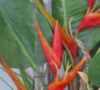 'Tropical Resort-Feel' Planters replace boring hired "shrubbery"