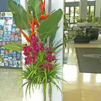 'Tropical Resort-Feel' Planters replace boring hired "shrubbery" poplet image 2