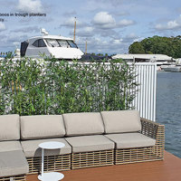 Using the latest UV-treated artificial Plants outdoor for great looks n privacy... poplet image 5