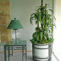 Large Apartment Foyer with large spectacular plants to match... poplet image 7