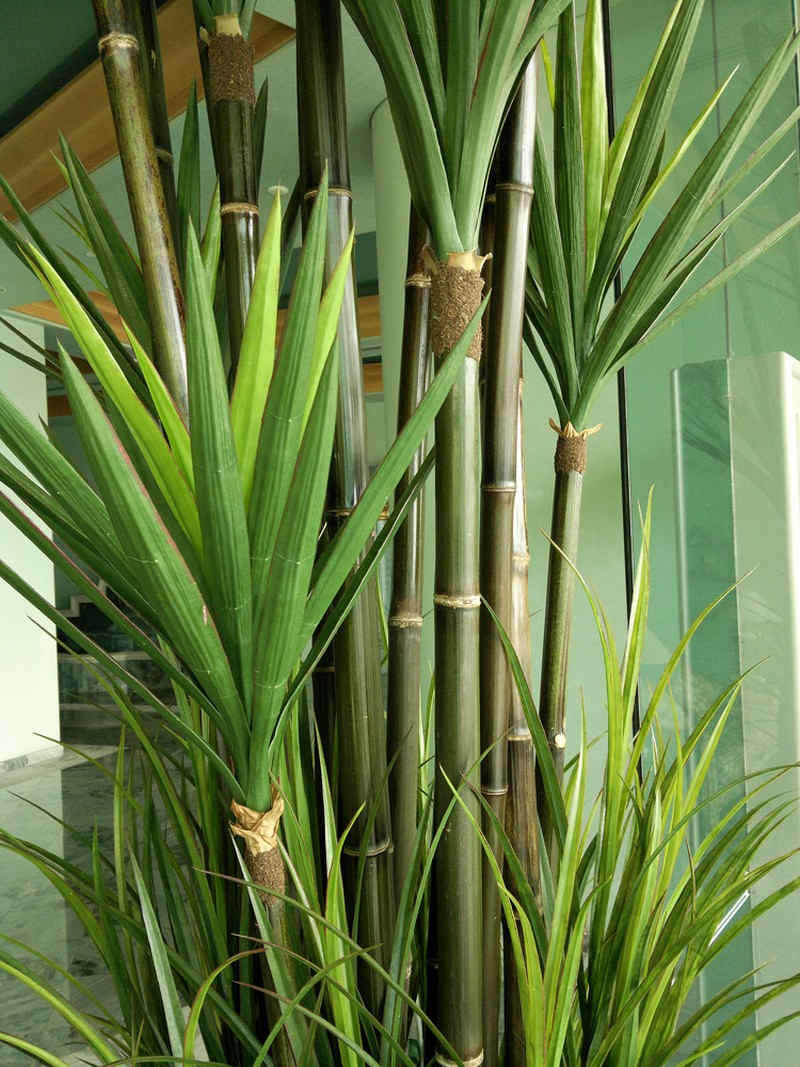 Large Apartment Foyer with large spectacular plants to match... image 4