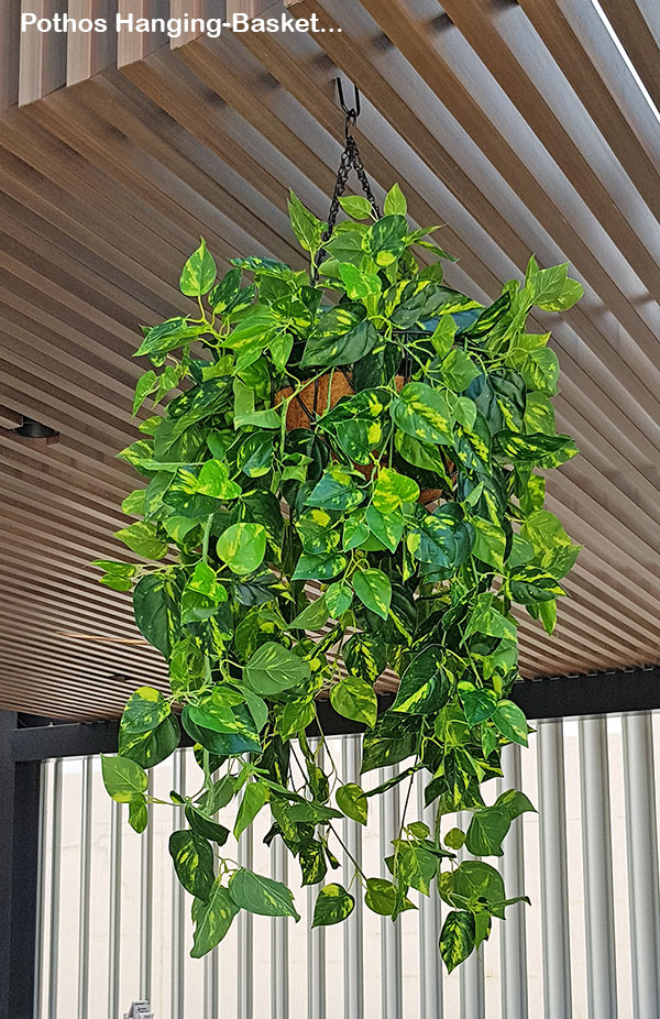 Ficus 'evergreen', a brighter alternative to boxwood hedging image 6