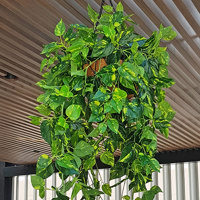 Ficus 'evergreen', a brighter alternative to boxwood hedging poplet image 5